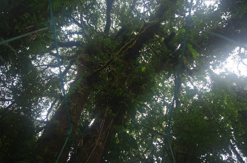 A View Into the Canopy