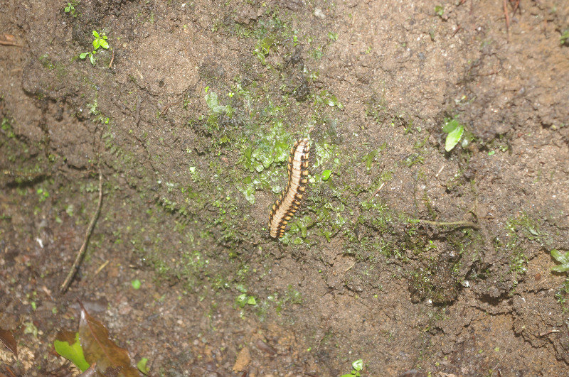 A Neat Centipede