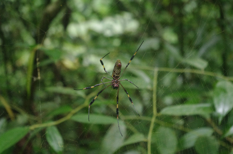 Rather Large Spider