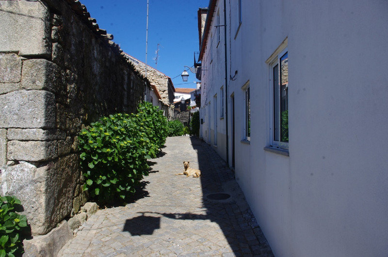 TYPICAL STREET WITH PLANTS AND LAZY DOG