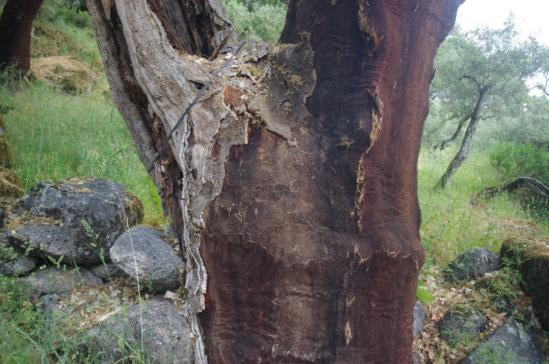 CLOSEUP OF A CORK TREE, WITH MOST OF THE BARK STRIPPED