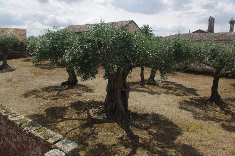 SOME VERY OLD OLIVE TREES