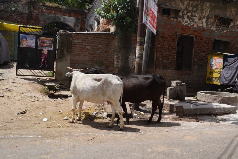 Our first cows in the streets.