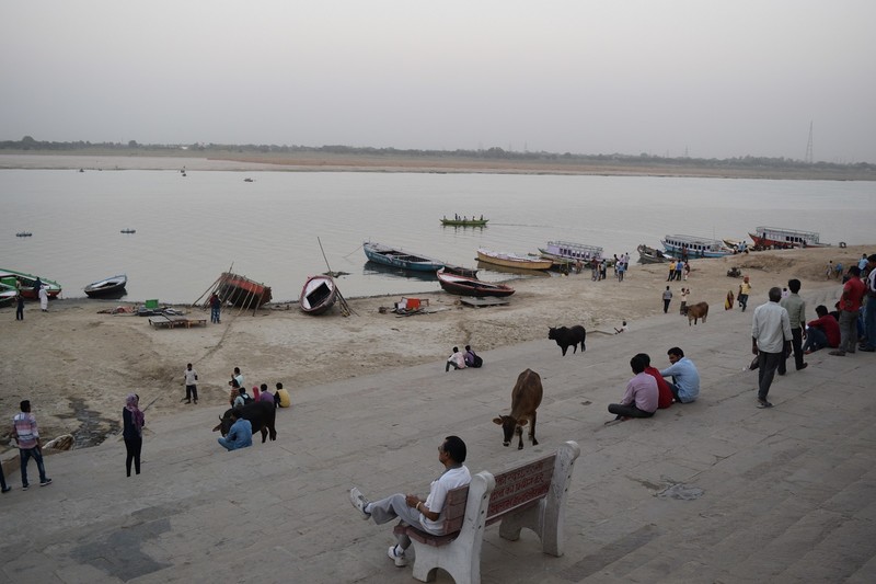 Assi Ghat, boats & cows