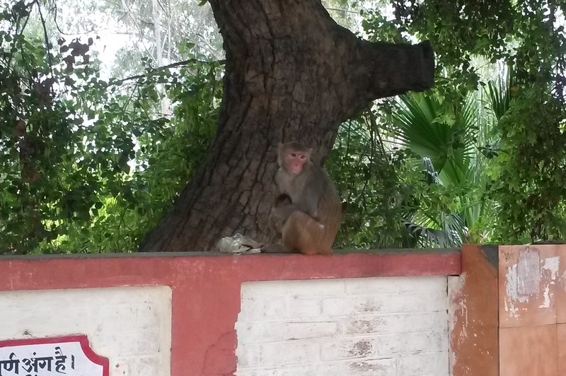 Monkey on wall at train station