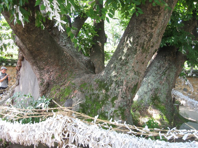600 year old wish tree