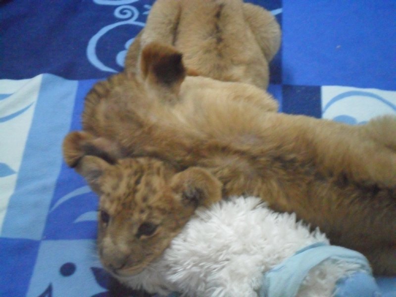 2 week old lion cubs