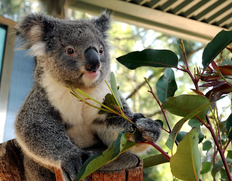 Koala Snack Time