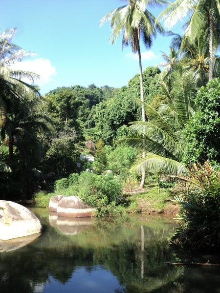Some classic jungle scenery