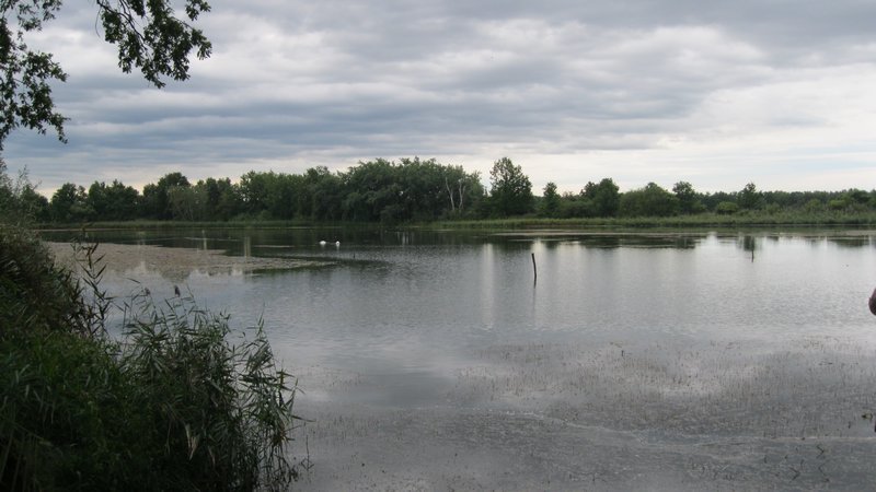 traditional fish pond in the Barycz Valley