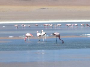 Flamingo lunch