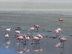 More flamingos