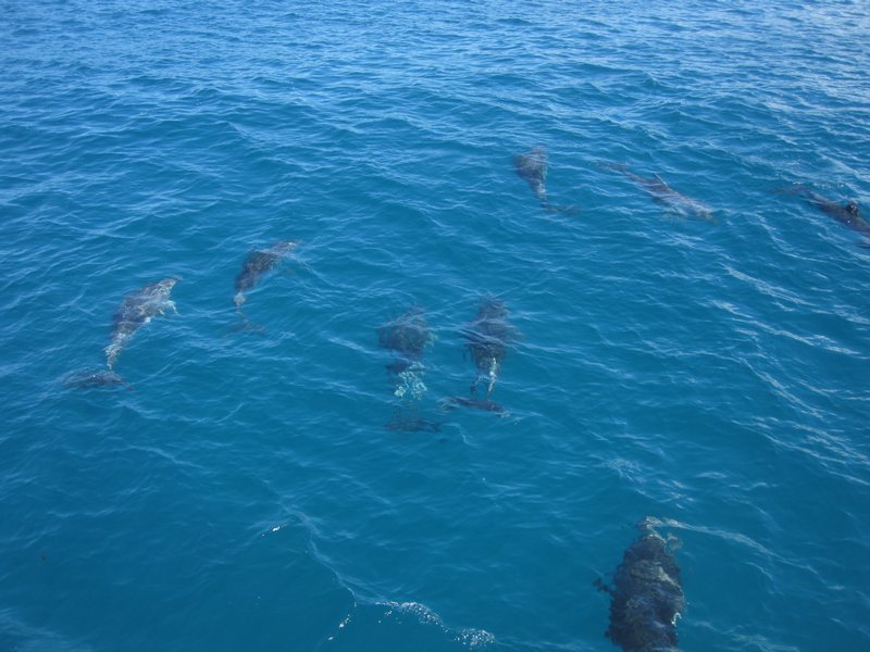 Pod of dolphins following us