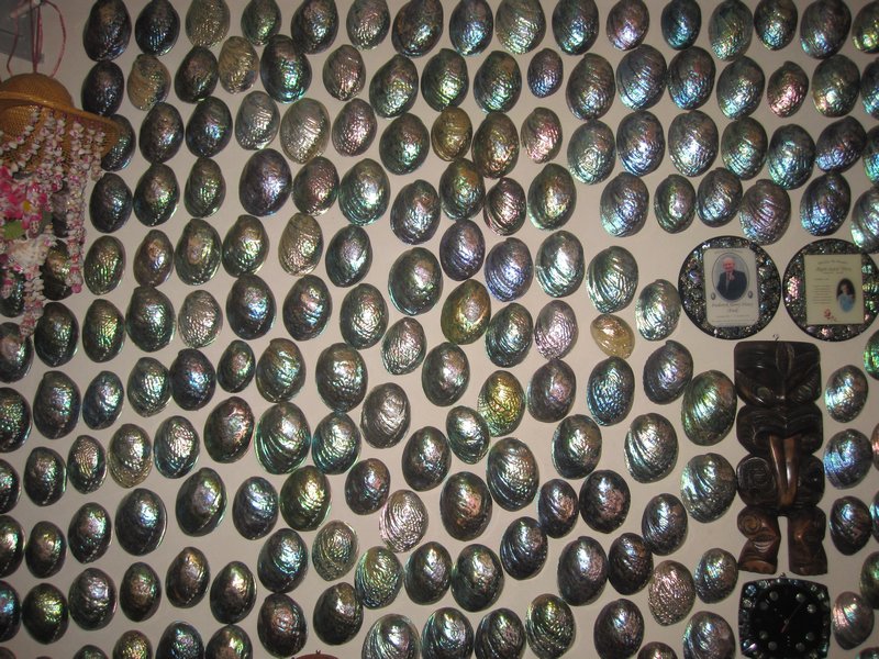 Paua shells