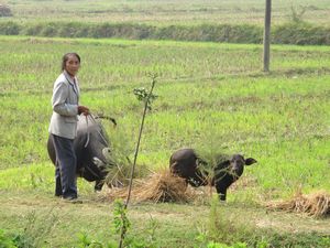 Water Buffalo in rice paddies