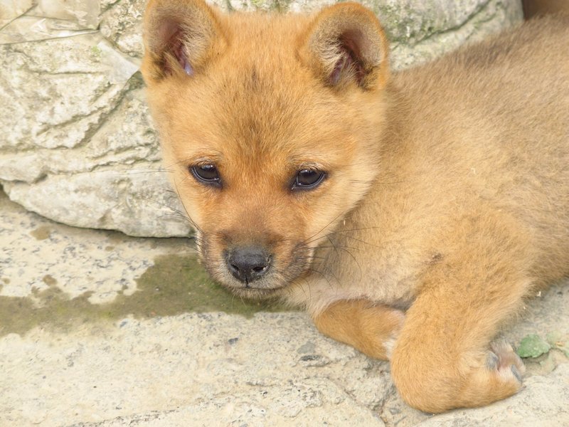 Cute little puppy Long-Ji