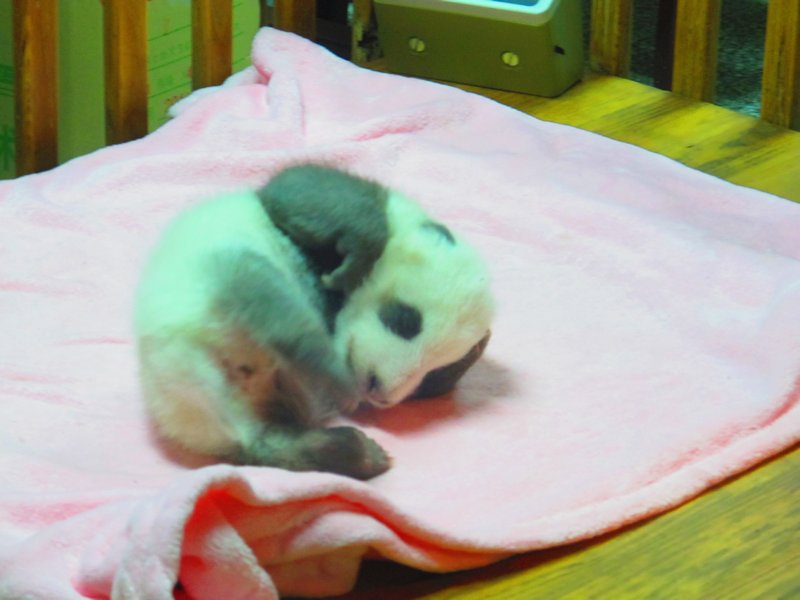 Tiny 1 month old baby panda