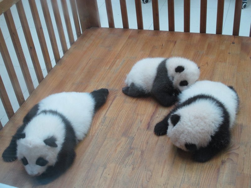 Baby panda's - 2 months old - just adorable