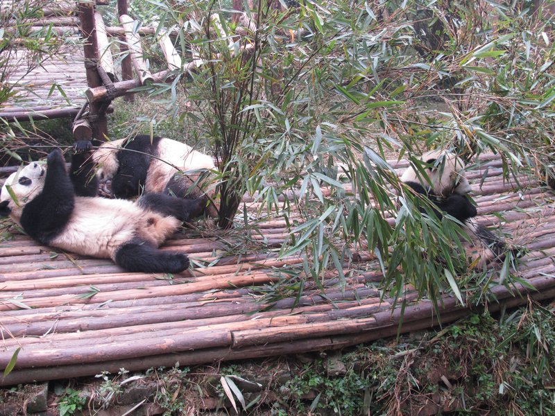 Lazy panda's