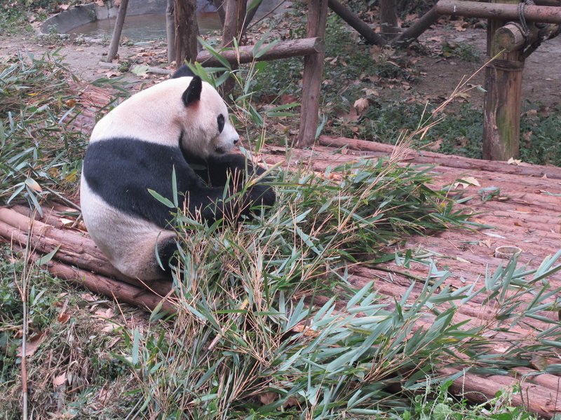 Amazing giant panda