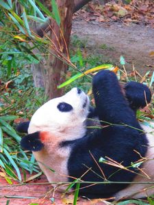 Giant Panda close-up