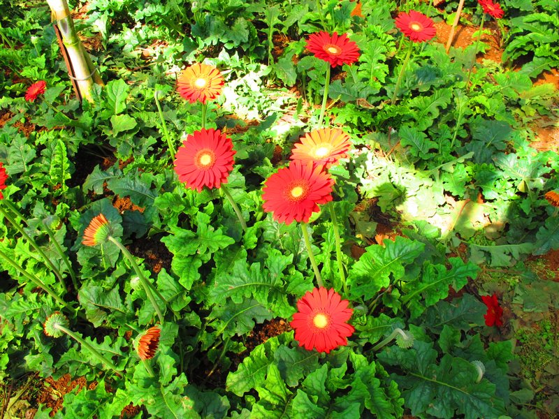Dalat flowers