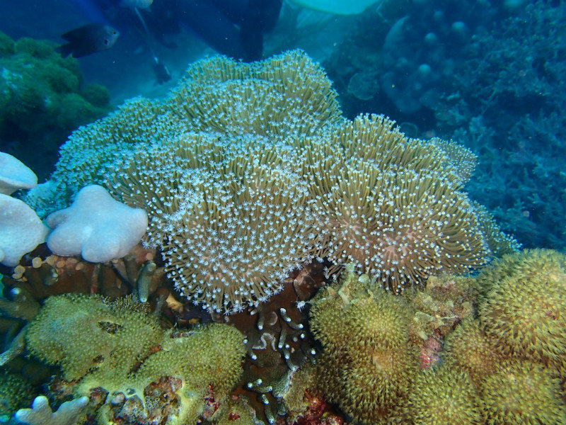 Amazing coral