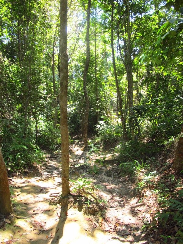 Trail through Penang National Park