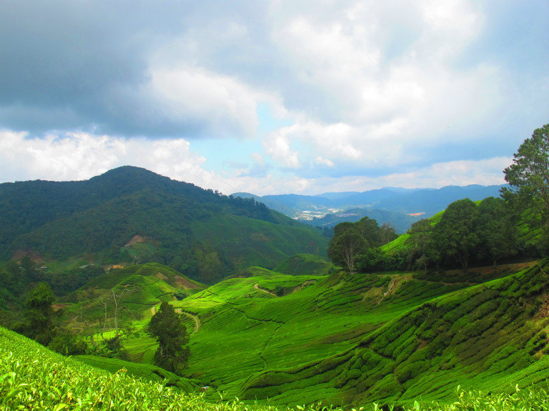 Amazing views of the tea plantations