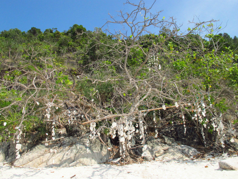 Old coral tree