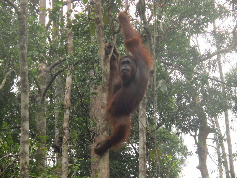 Amazing Orangutan in the trees
