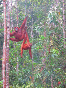 Orangutans just hanging around!
