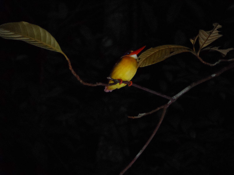 Nocturnal Kingfisher