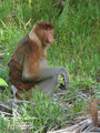 Rare Proboscis Monkey