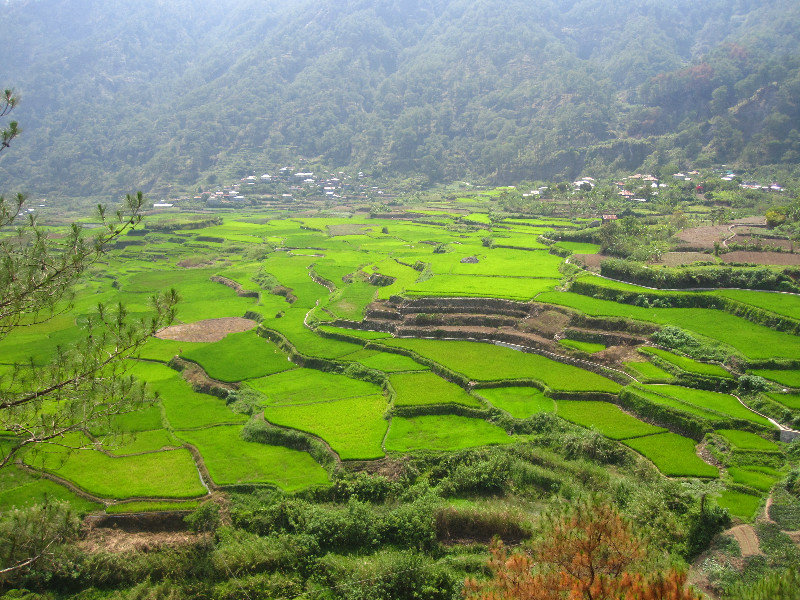 A few more rice terraces