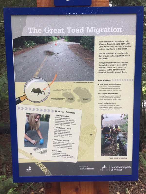 The Great Toad Migration