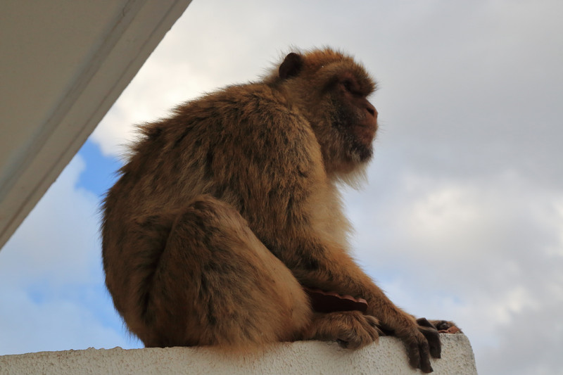 Monkey Visitor