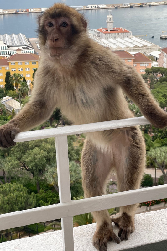 Another Monkey Visitor