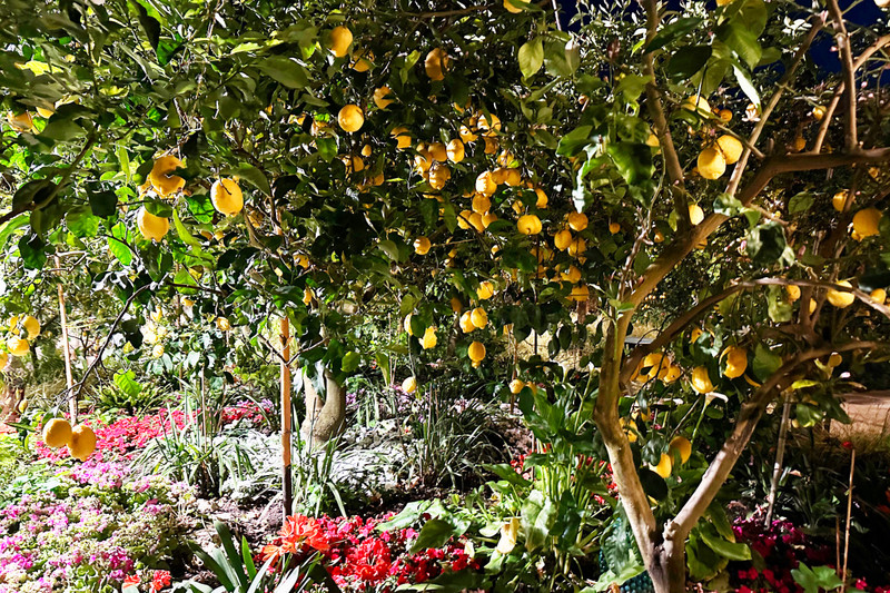Lemon Gardens