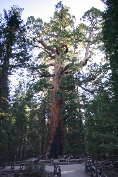 Grizley Giant Tree