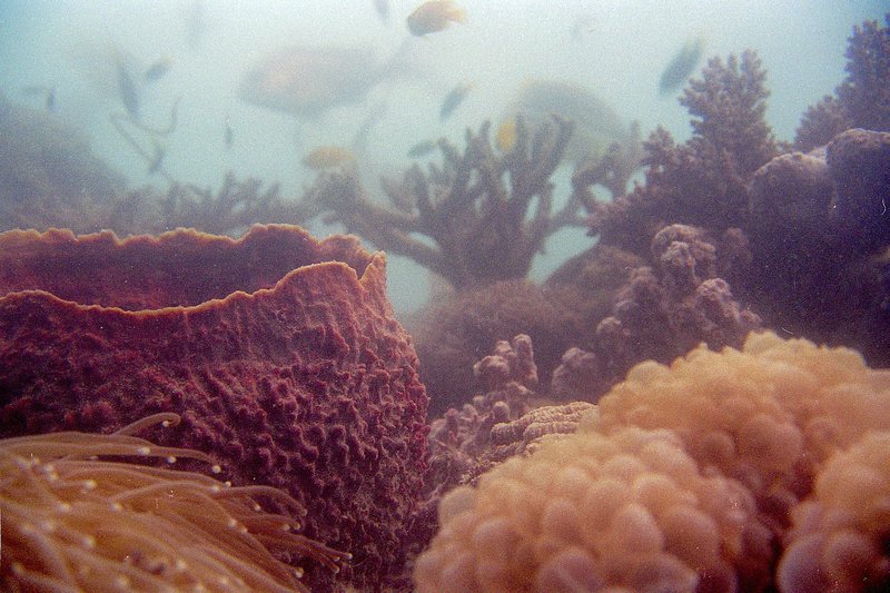 Coral Observatory