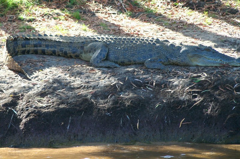 Another Crocodile