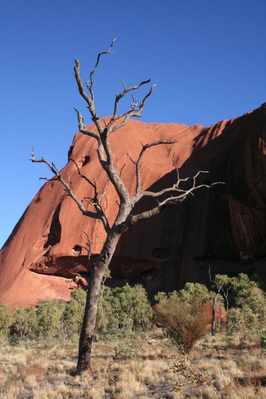 Uluru and Trees