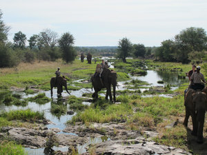 elephant back excursion