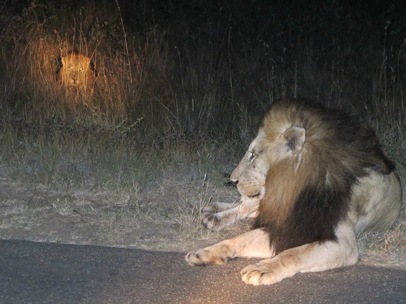 lions! Night drive @ Kruger
