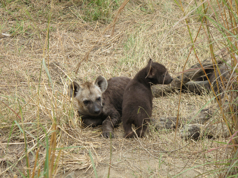 baby hyenas