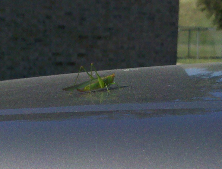 Young Grasshoppa