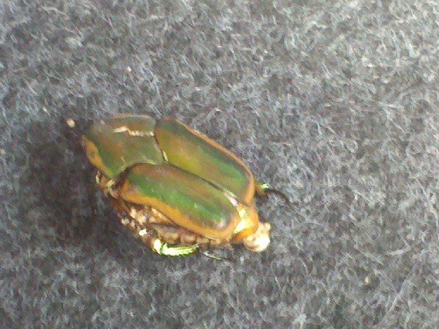 Giant Friggin Bug