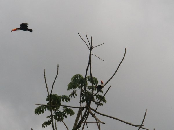 Note the one in the tree watching the other one!! :)