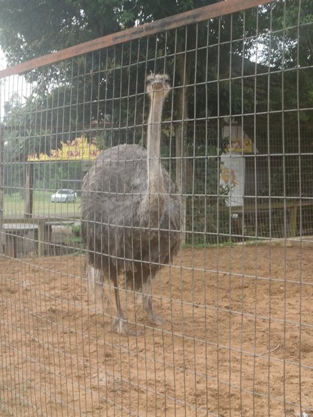 The big Ostrich at the front